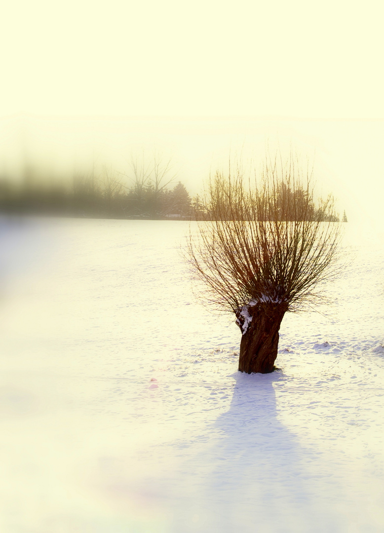 Winterweide im Sonnenlicht