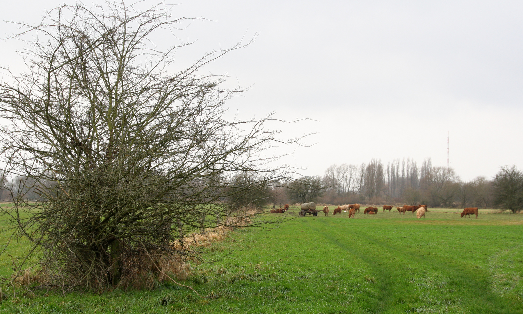 Winterweide in der Wülfeler Masch