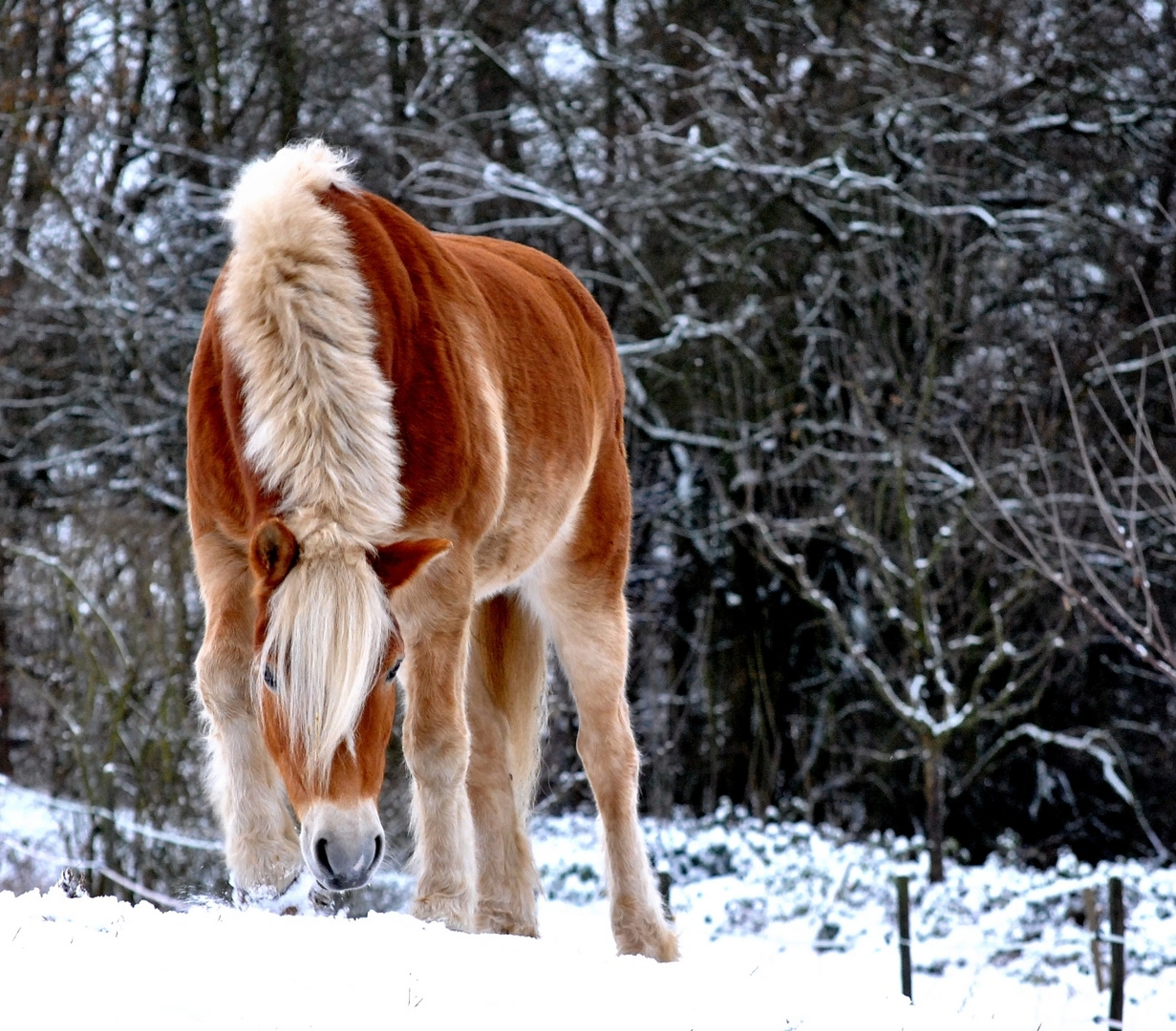 Winterweide Teil 2