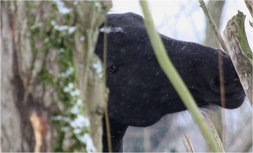 Winterweidegänger