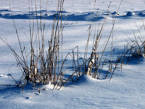 Winterweideland