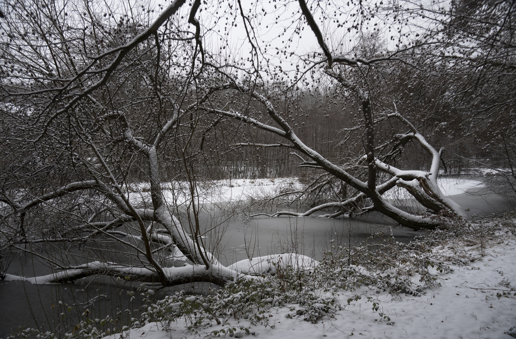 Winterweiher