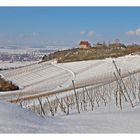 Winterwein