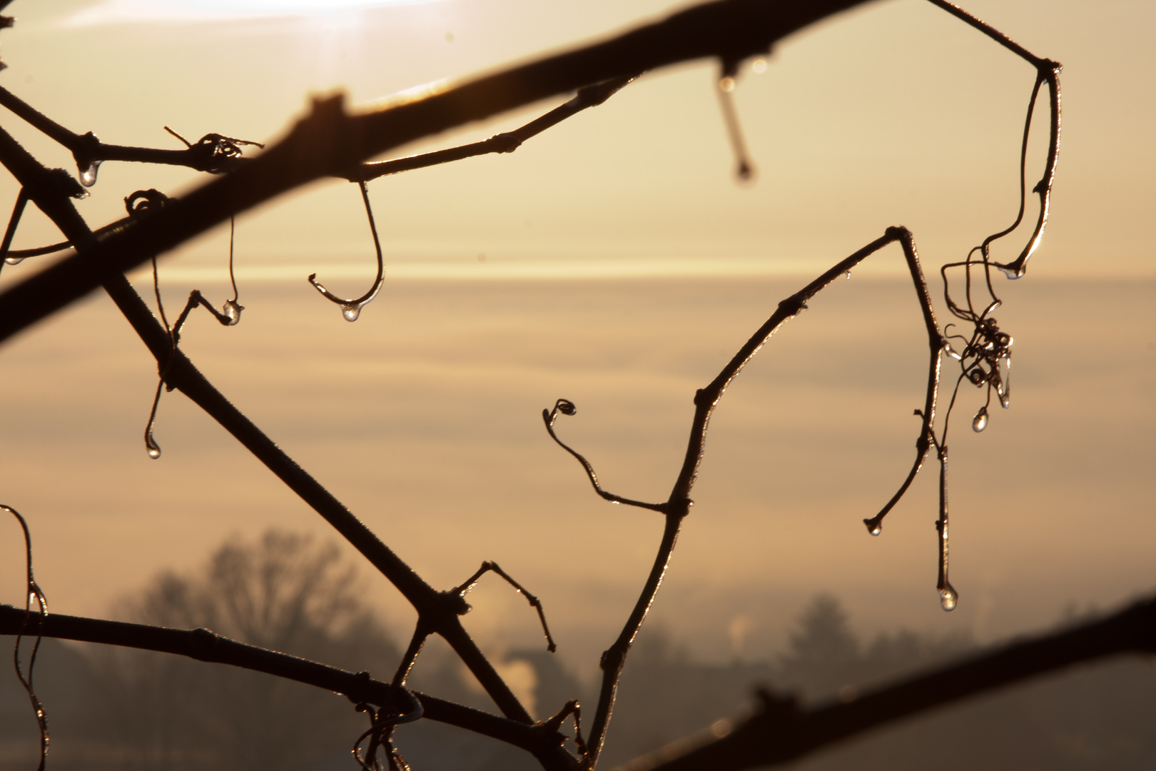 Winterweinrebe in der Morgensonne