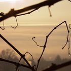 Winterweinrebe in der Morgensonne