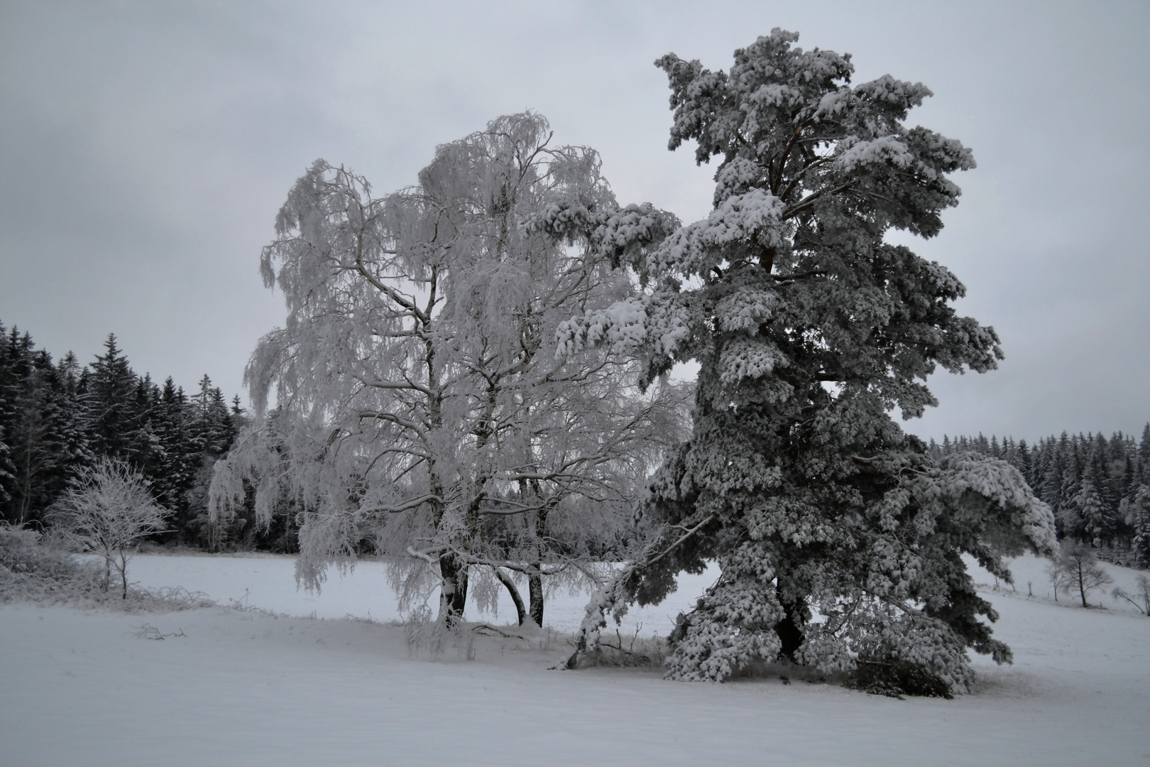 ... winterweiß...