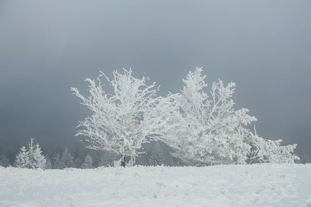 Winterweiß