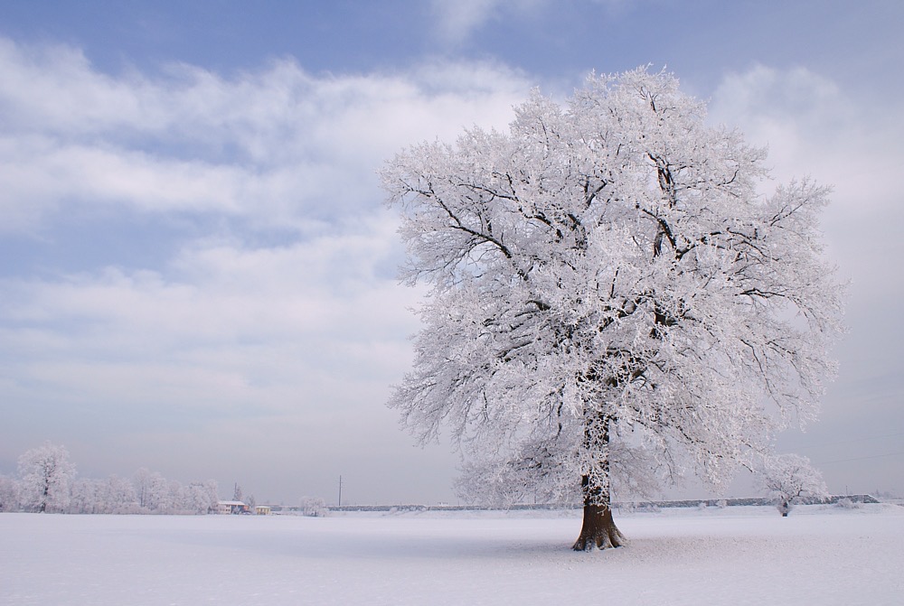 Winterweiss