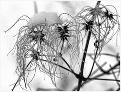 winterweiss
