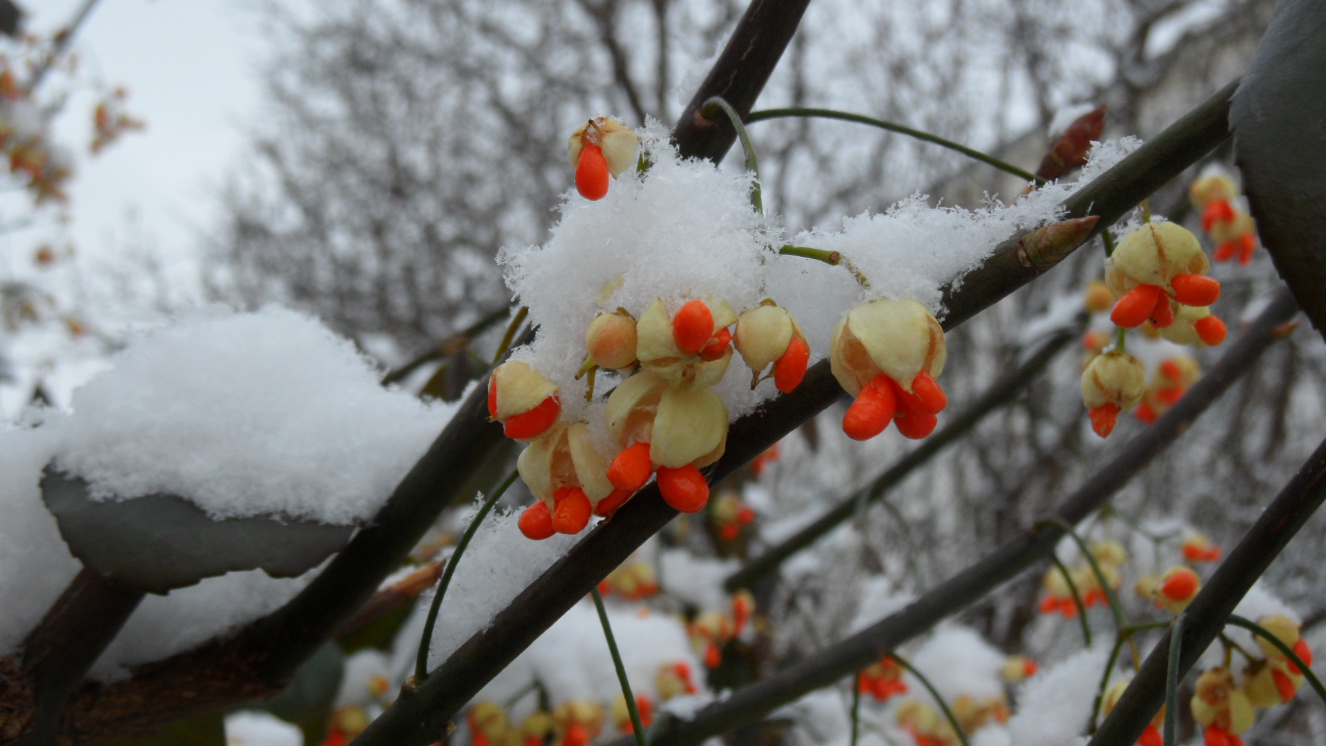 -Winterweiß-