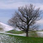 Winterweiss und Frühlingsgrün