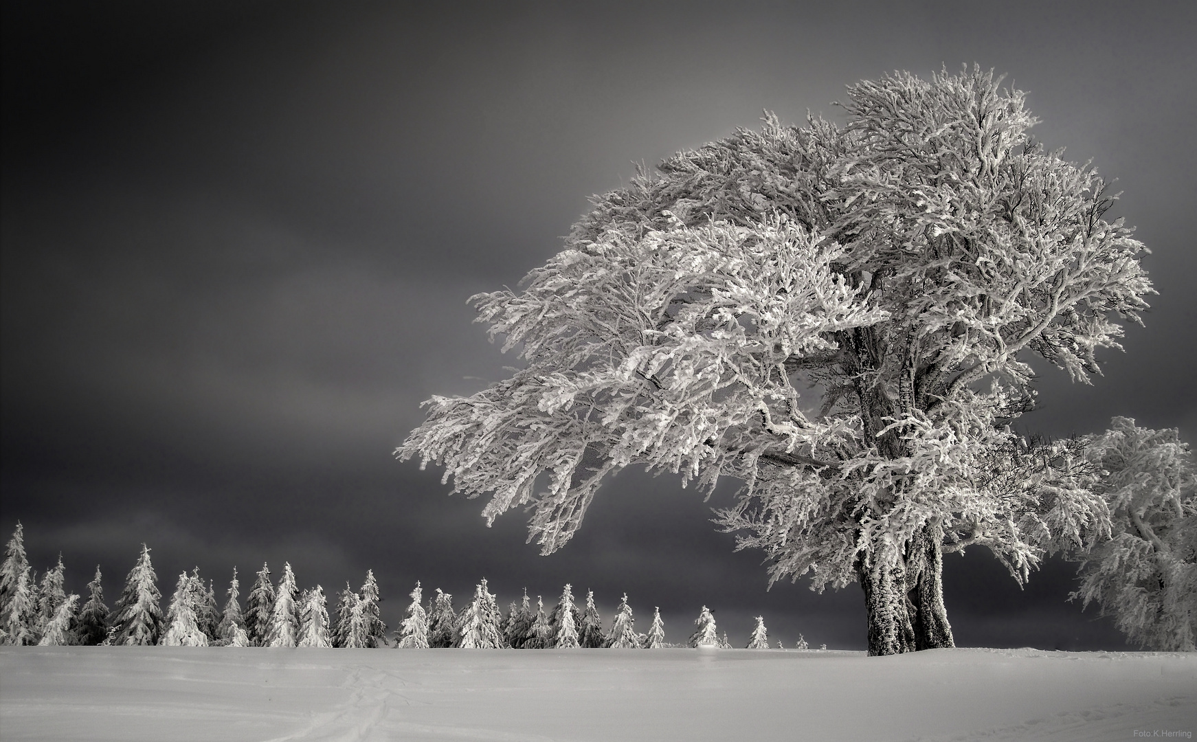 Winterwelt... Foto & Bild | jahreszeiten, winter, bäume Bilder auf