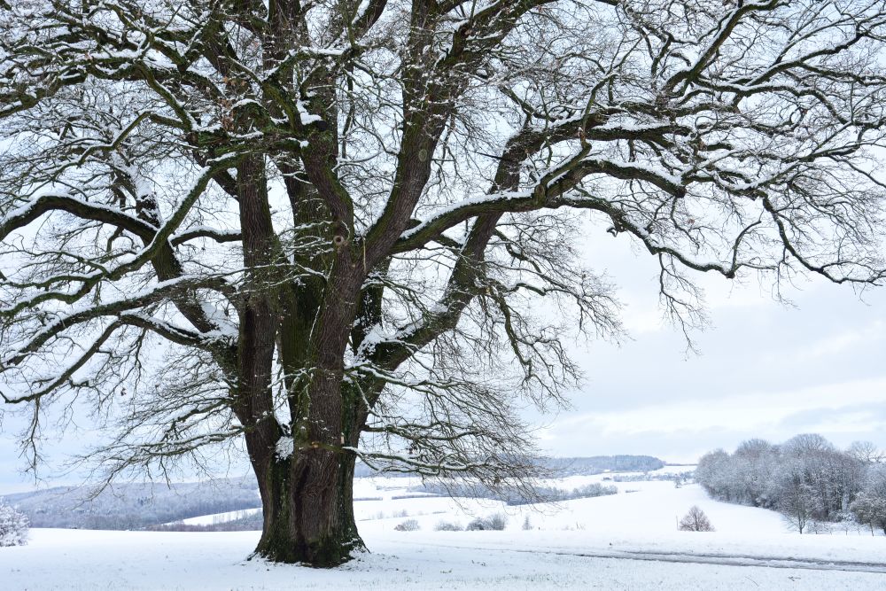 Winterwelt