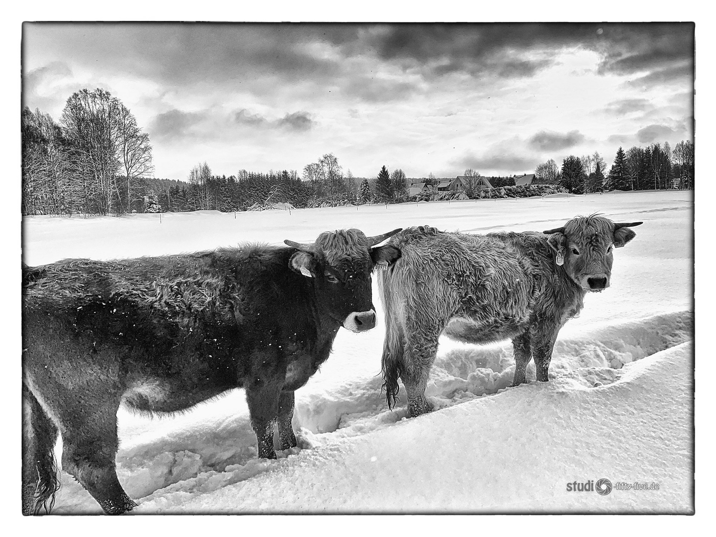 Winterwelt im LSG bei Hammerbrücke im Vogtland