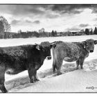 Winterwelt im LSG bei Hammerbrücke im Vogtland