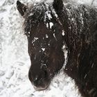 Winterwelt - Isländerwelt