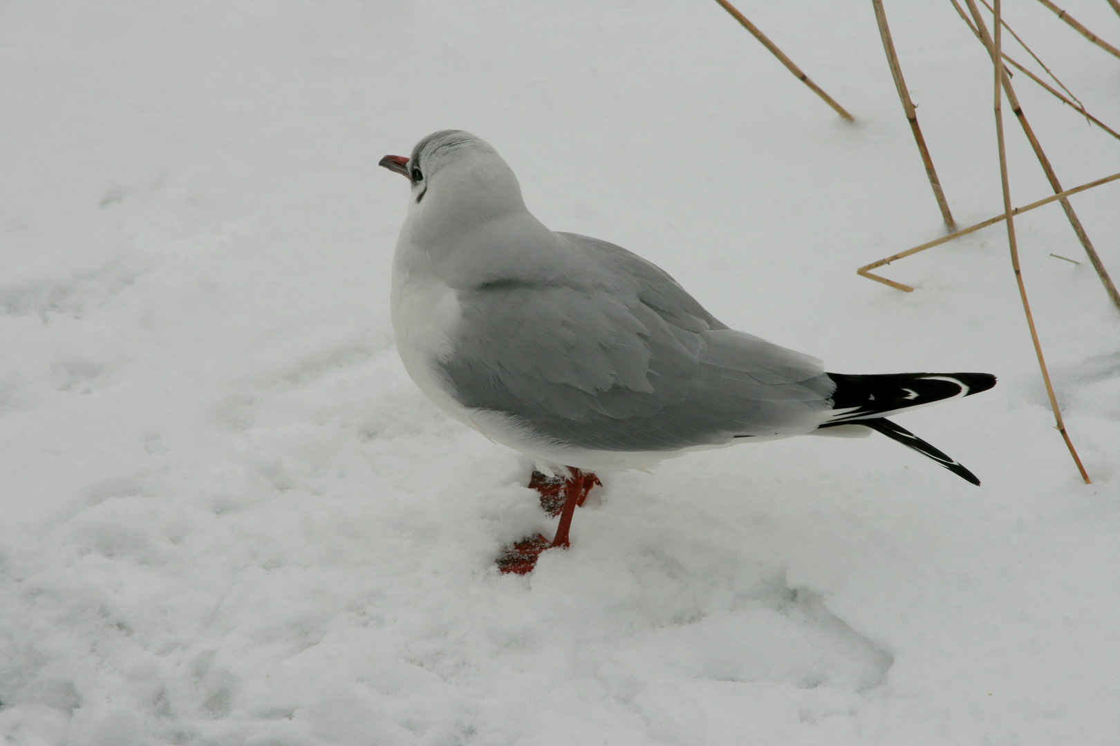 Winterwetter