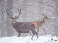 Winterwetter im Forst