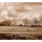 Winterwiese in Sepia