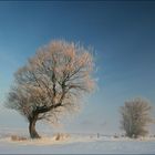 Winter_Wind_Baum
