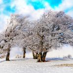 Winterwindbuchen