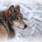 WINTERWOLF 1