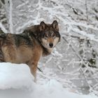 WINTERWOLF