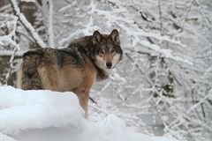 WINTERWOLF