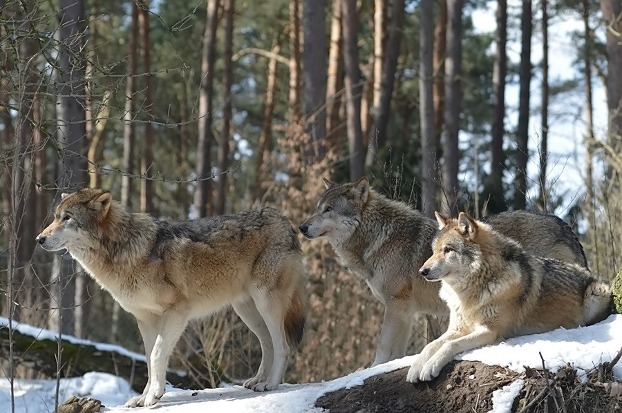 Winterwolf Trio :-)