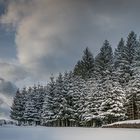 Winter.Wolken.Wald