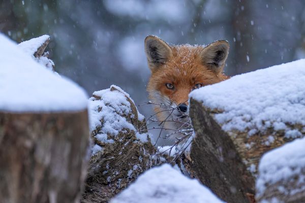 Winterwonderfox