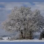 Winterwonderland (1 von 1)