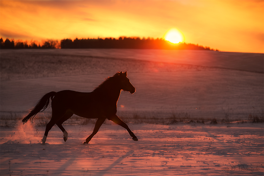 Winterwonderland