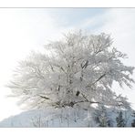 Winterwonderland (5)