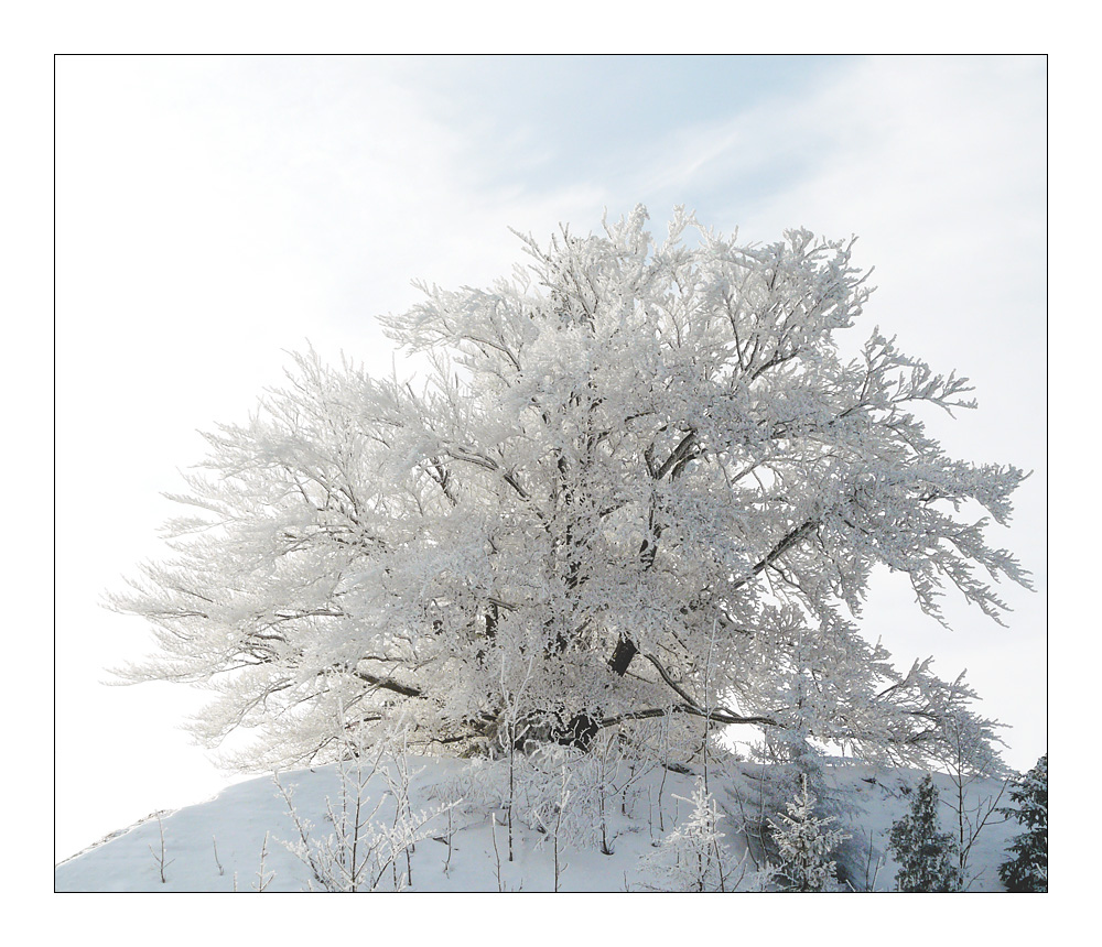 Winterwonderland (5)