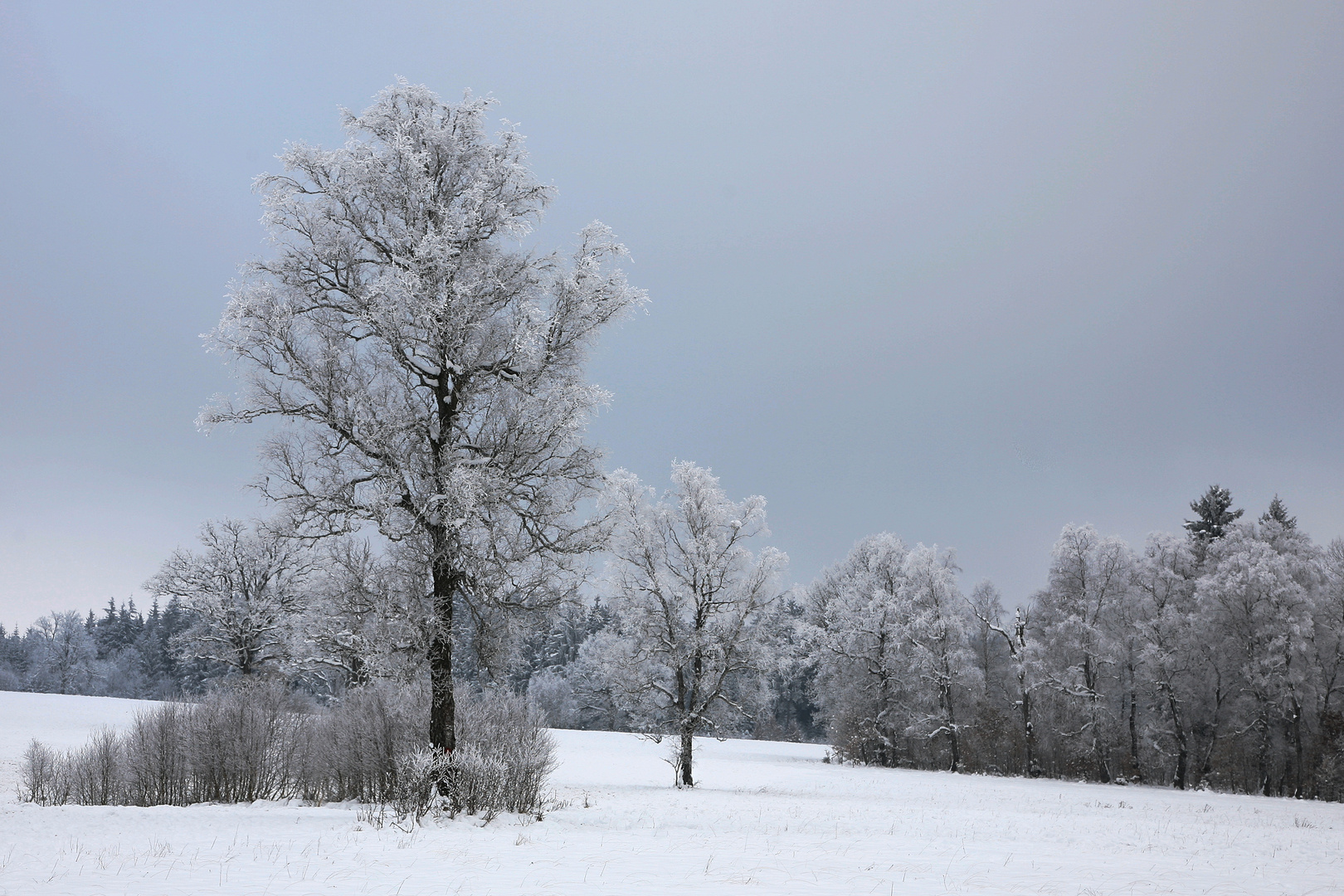 Winterwonderland