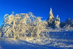 Winterwonderland am Großen Feldberg