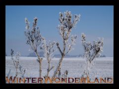 WinterWonderLand