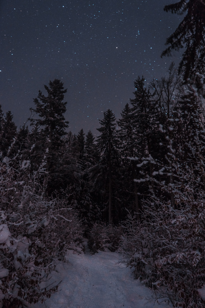 Winterwonderland bei Nacht