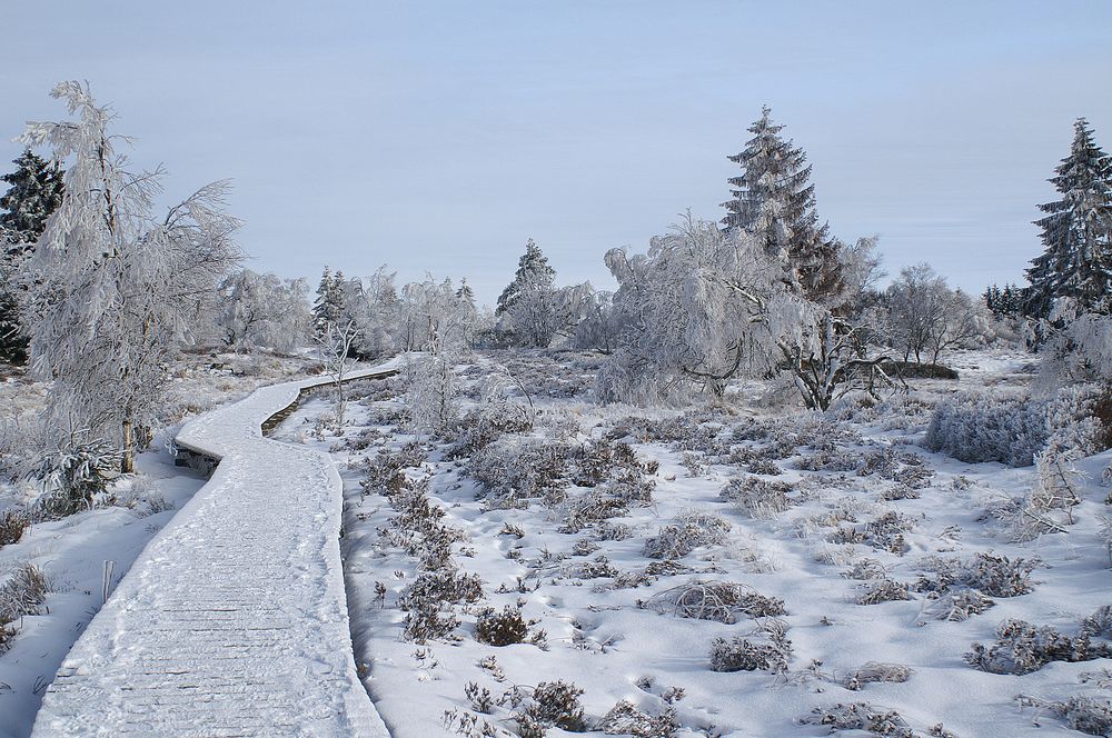 Winterwonderland im Hohen Venn