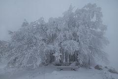 Winterwonderland im Nebel versunken