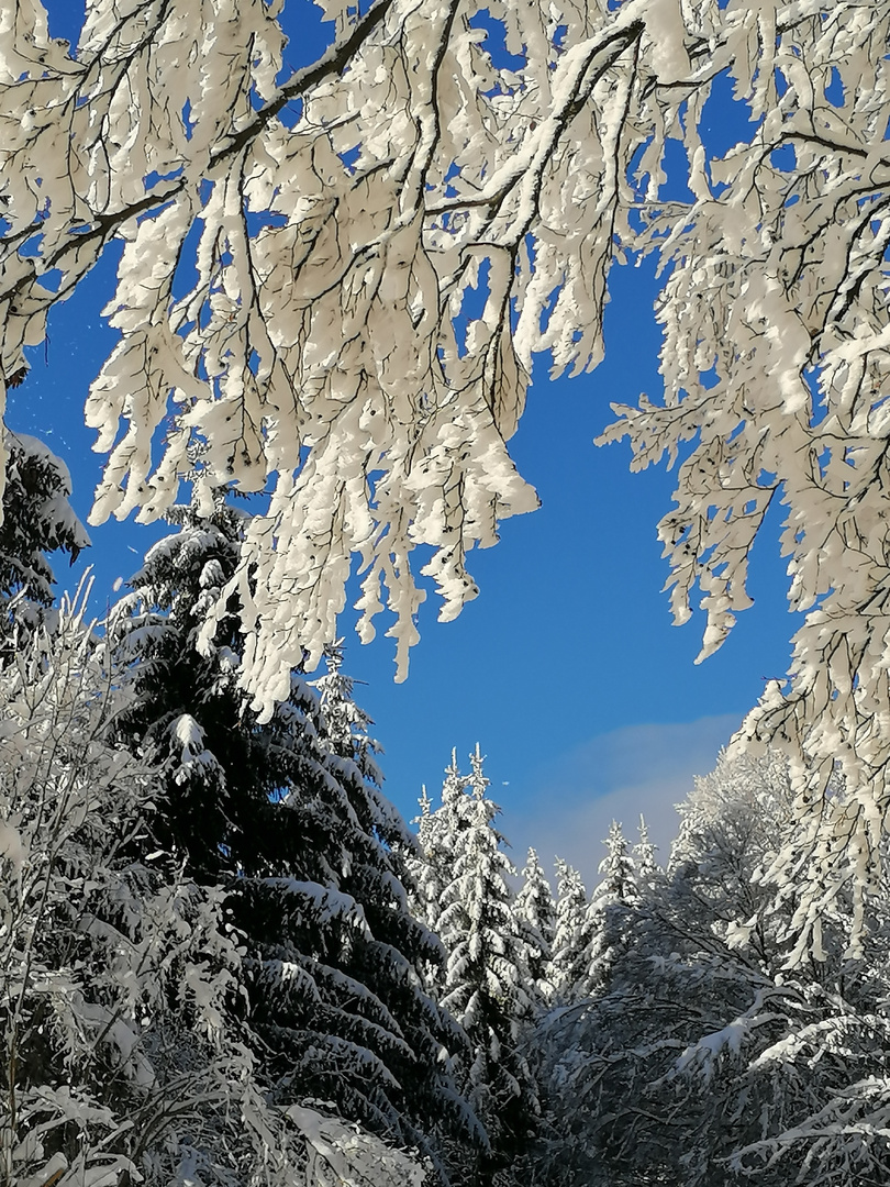 Winterwonderland in der Rhön 