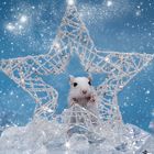 Winterwondermouse