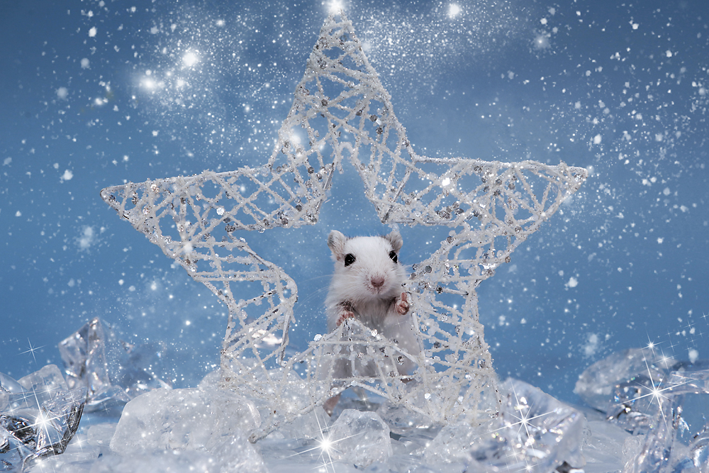 Winterwondermouse