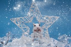 Winterwondermouse