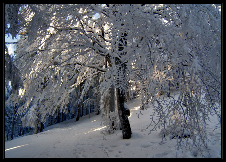 Winterwonderwald