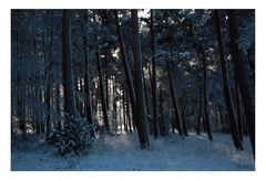 WinterWood