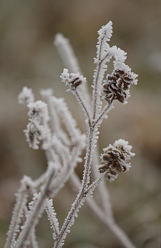 Winterwunder