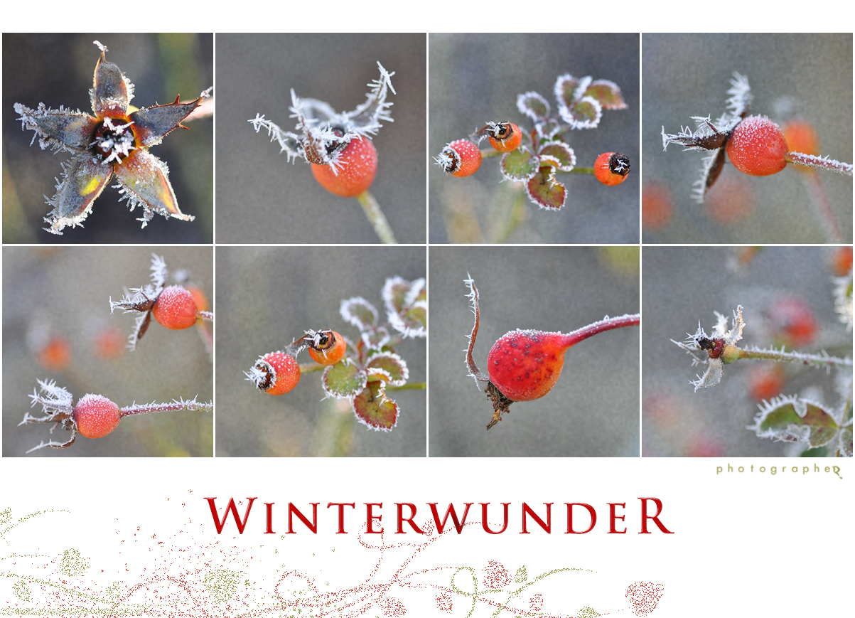 Winterwunder