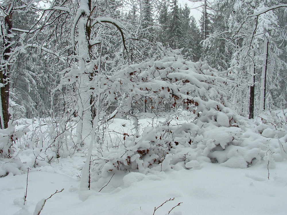 Winterwunderland